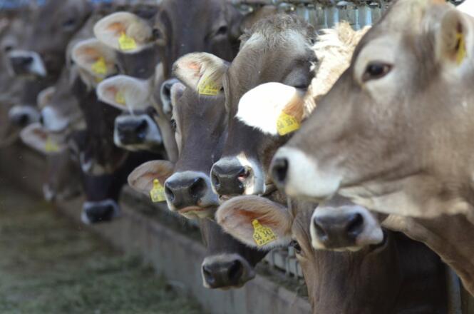 2012.03.21rosaliau.fewo2278