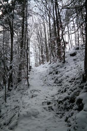 Durch lichten Wald geht es aufwärts. Die Wanderung kann man auch in schneearmen Wintern durchführen.