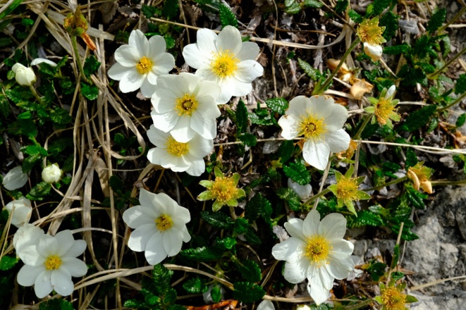 Silberwurz