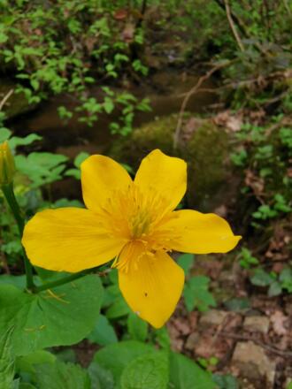 Blümchen im Kollbachtal