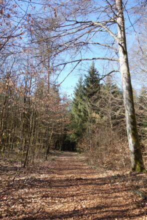 Tolle Waldlandschaften