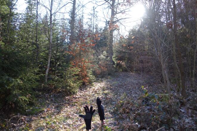 Laub- und Nadelwälder