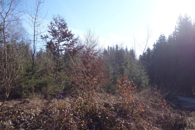 tolle Waldlandschaften