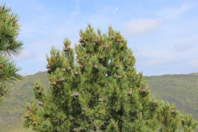 Zirbenbaum