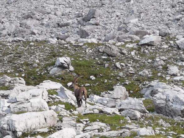 Steinbock im Steinkar