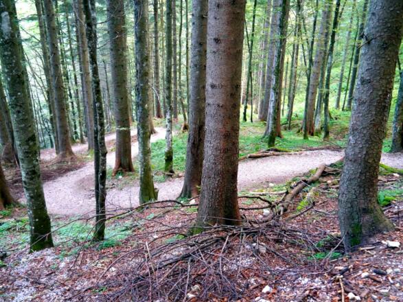 Der Sulzersteig hat seinen ganz eigenen, wildromantischen Charme
