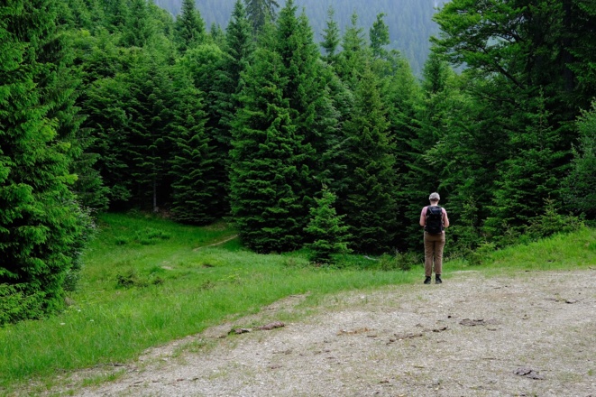 Kurz vor dem Ende der Forststraße beginnt der Wanderweg