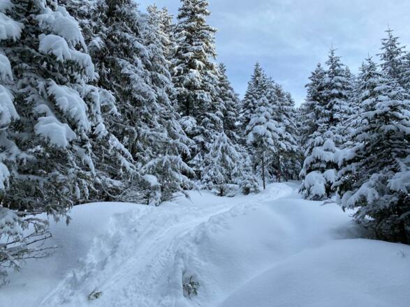 durch den verschneiten Hochwald