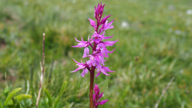 Knabenkraut, eine Orchideenart