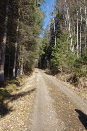 überwiegend Forstwege unterbrochen von Waldwegen
