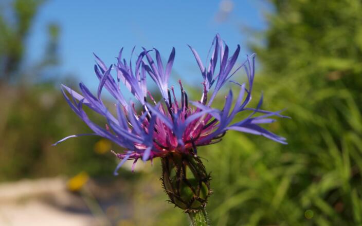 Flockenblume 870m
