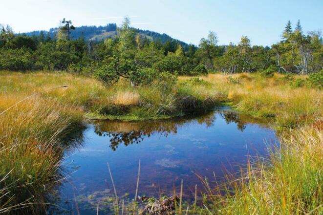 Haselstauden - Bödele - Fohramoos