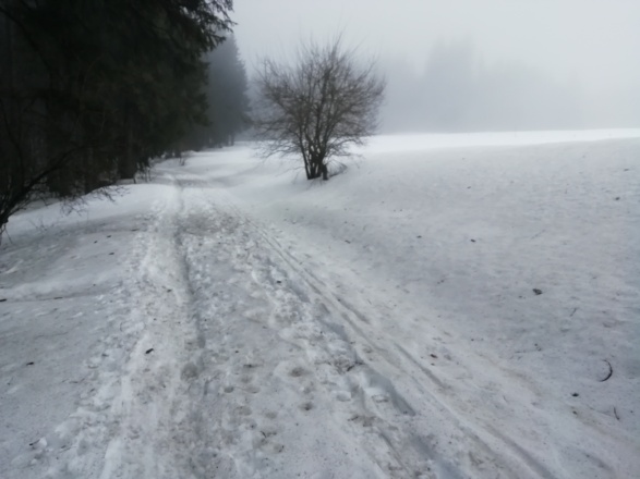 Wanderweg neben Loipe Eschach B4