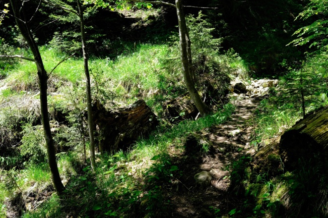 Abstiegsweg im Wald