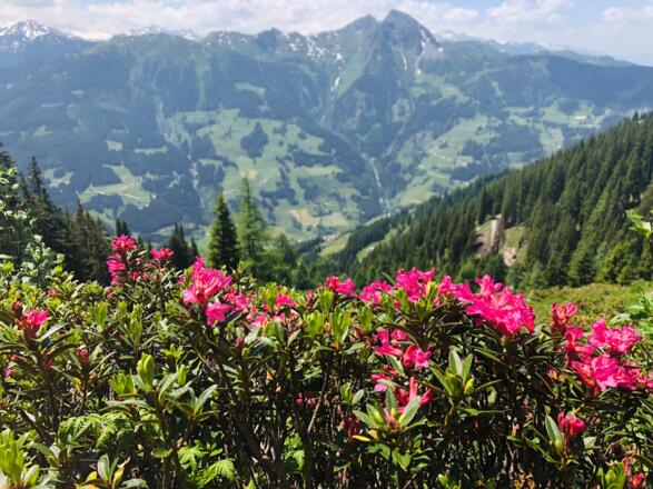 Almrosen über dem Gasteinertal - Paarseen