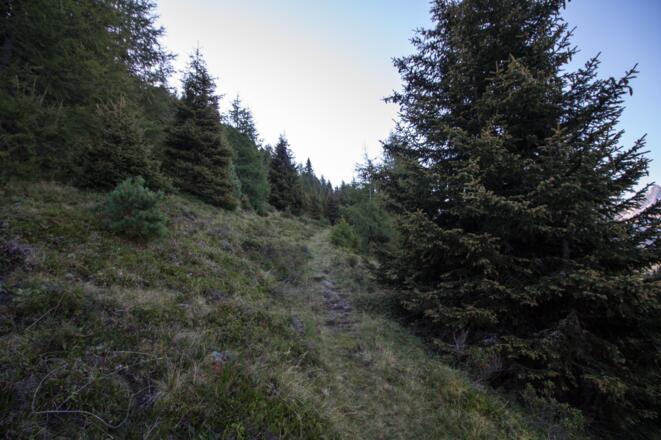 Kurz geht's noch durch den Wald