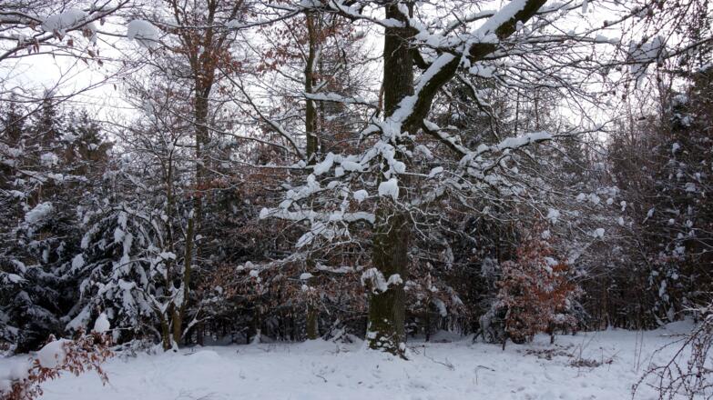Kogel 502m mit gr. Buche