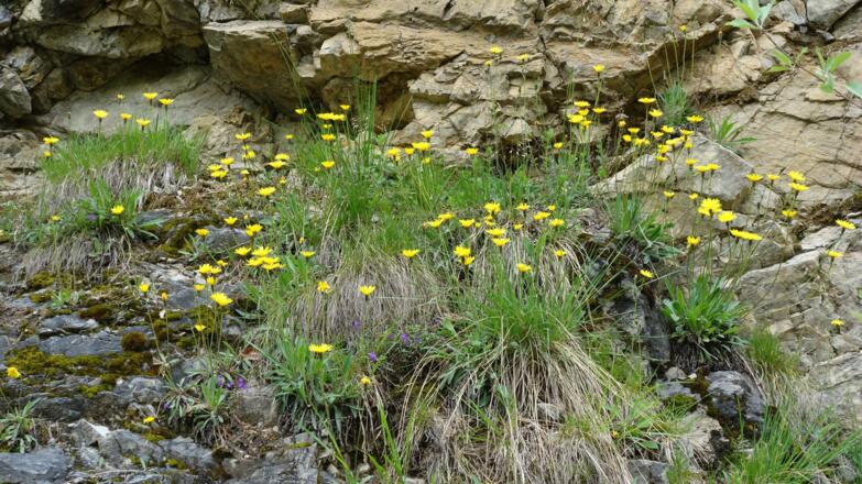 Schöne Blumen an der Forststraßen-Böschung ~750m