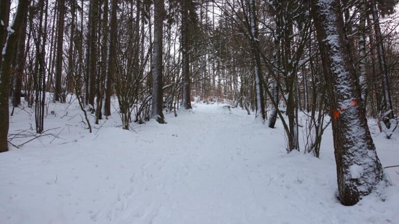 Ziehweg, ab Forststraße 530m, re. ab.