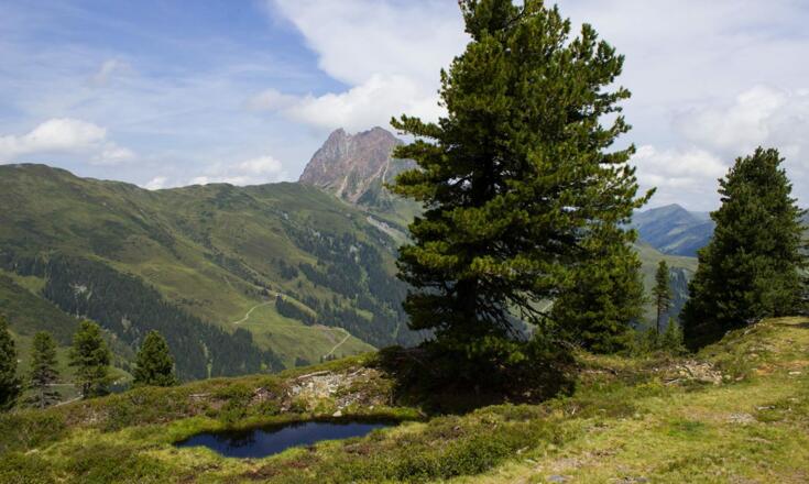 Almgebiet mit Zirbenwald am Wildkogel