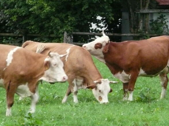 unsere Kühe auf der Weide