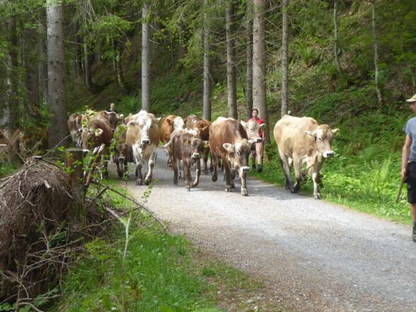 Rinderherde im Gemsteltal