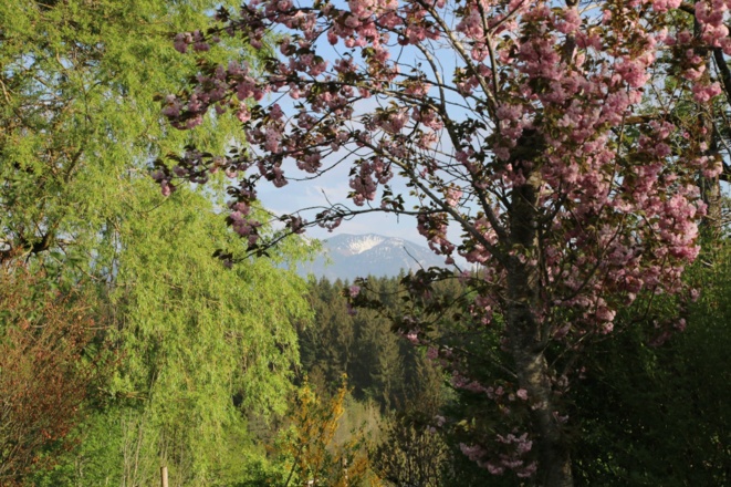Ferienhaus Enke Garten im Frühling