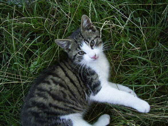 Unsere Tiere