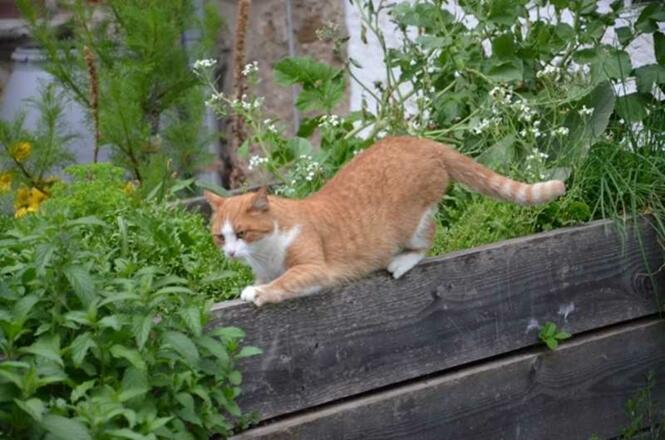 Unsere Katze Mauzi