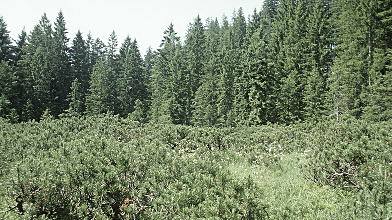 Atzmoos_dicht-mit-Latschen-bewachsener-Moorkoerper-umgeben-von-Fichtenwald_c-Limberger-josef_web