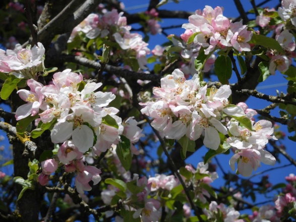 Ferienhaus Enke Garten Apfelblüte