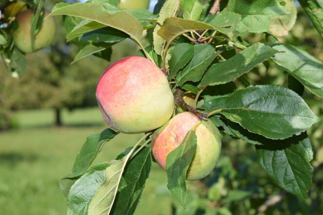 Äpfel von unserem Obstgarten
