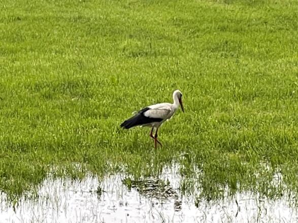 Storch aus der Suche nach Futter