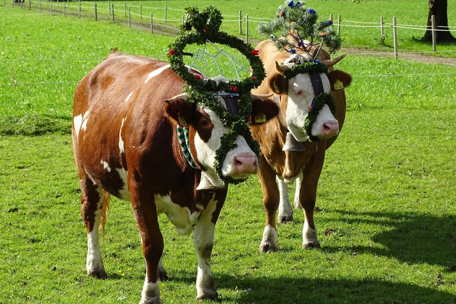 Almabtrieb des Jungviehs