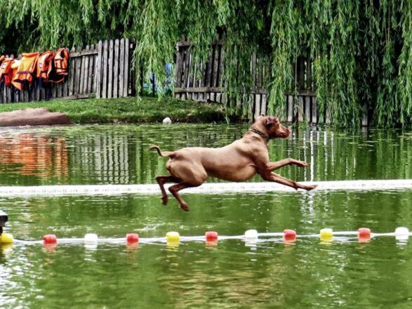Erfrischung für Hunde