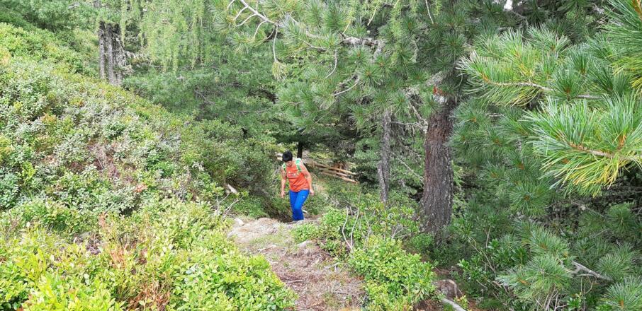 Der Wald wird mit jedem Höhenmeter lichter, Zirben werden vorherrschend.