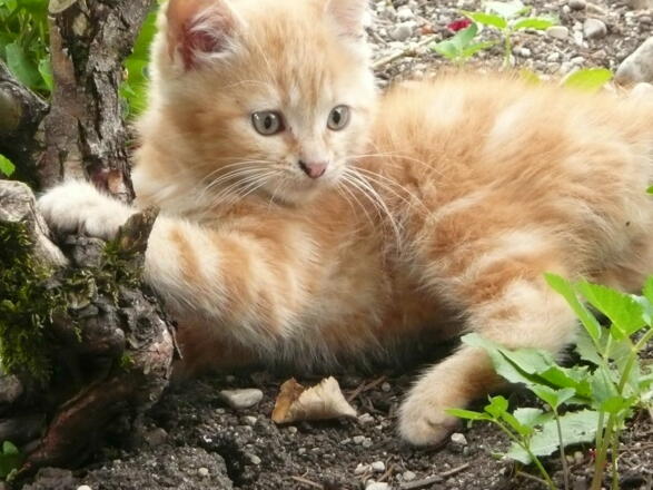 eines von unseren kleinen Kätzchen