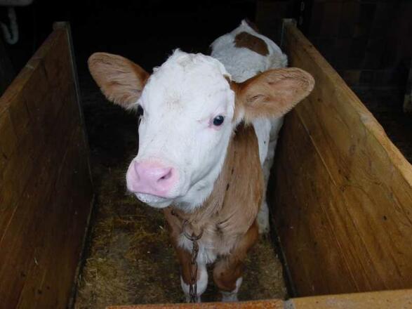 Unsere Tiere
