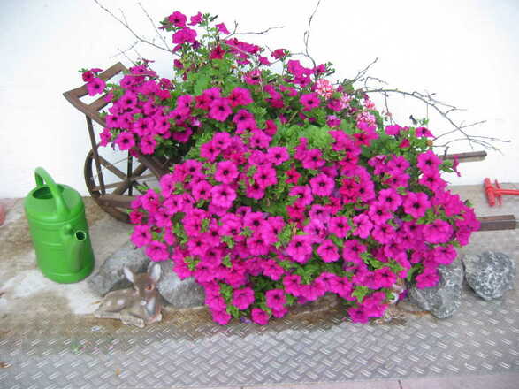 Blumen