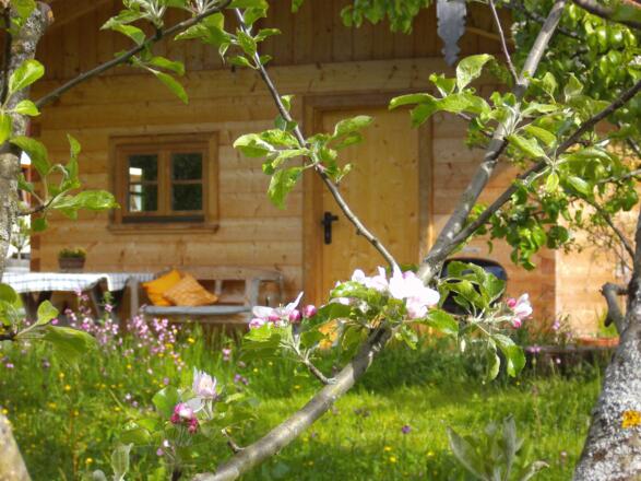 Während der Blüte im Obstgarten