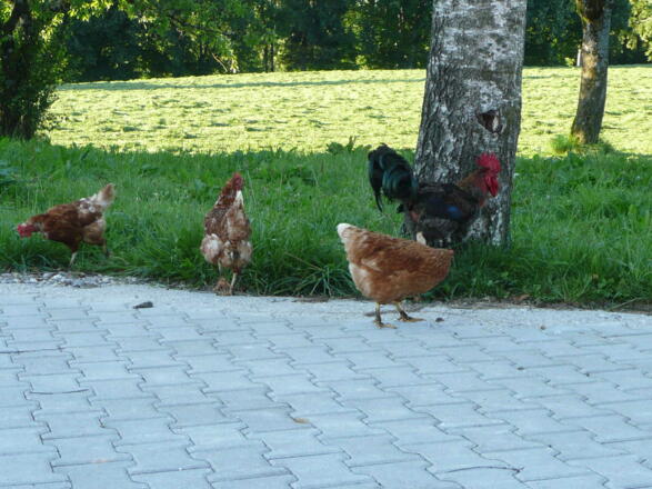 unsere Hühner auf Achse