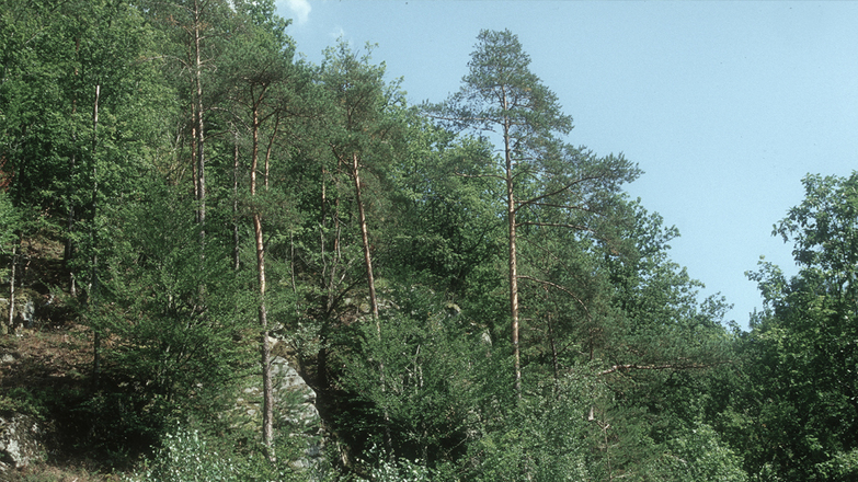 Schlossberg Neuhaus - Blick in die Kiefern-Eichenwälder unterhalb Schloss Neuhaus