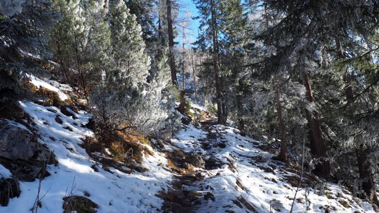 Anstieg lichter Wald ca. 1150m