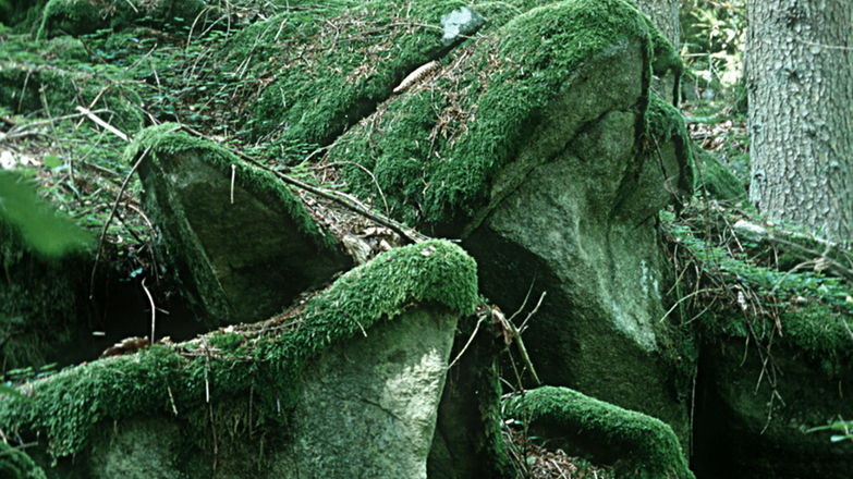 Mit Moos bewachsener Blockstrom