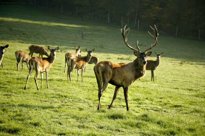 Giglerhof Hirschgehege ©Giglerhof Bad Birnbach