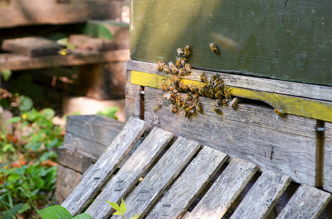 imkerei_biermeier_007