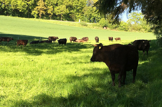 heller_wagyu_weide_08_b
