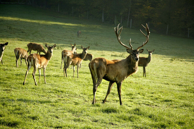 Giglerhof Hirschgehege ©Giglerhof Bad Birnbach