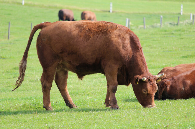 2016 K++he auf Weide Biohof_Wimmer_t