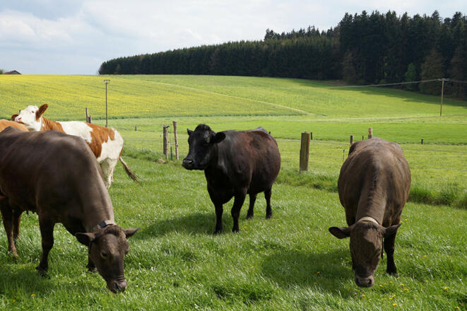 SpezialvermarktungWagerer_1_b